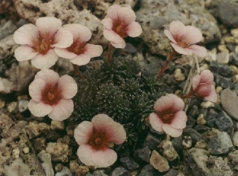 Saxifraga x megaseaeflora 'Karel Capek'