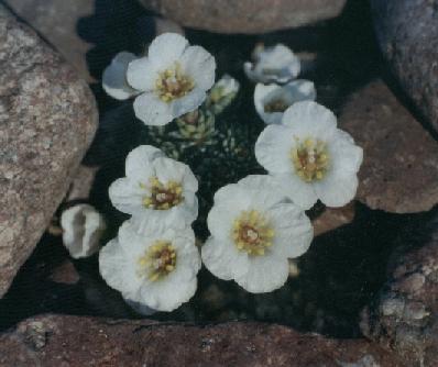 Saxifraga scardica 'Olymp'